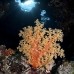 coral_soft_sjc_si_v_0170_egy4661.jpg